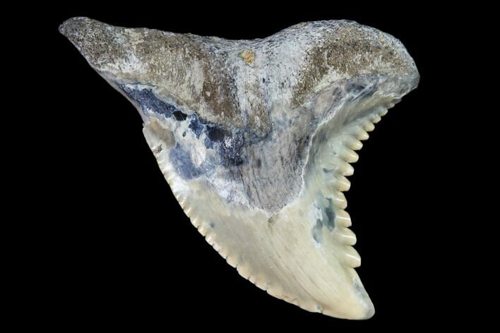 Bargain, Hemipristis Shark Tooth Fossil - Virginia #102144